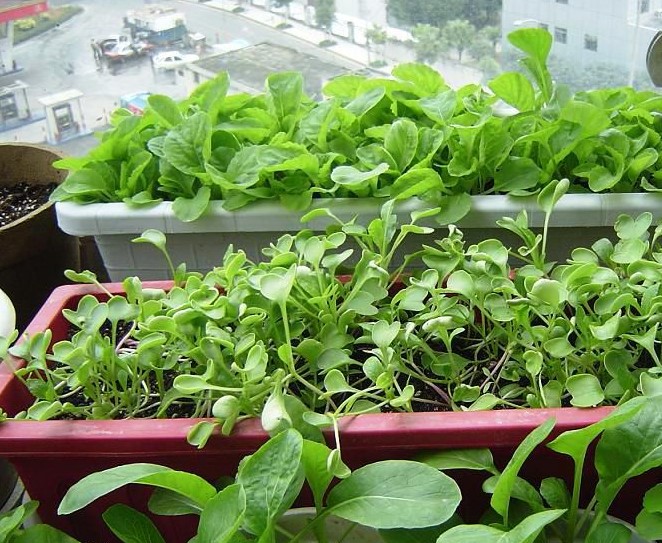 別墅田園生活什么鬼？陽臺上竟然還能種菜！